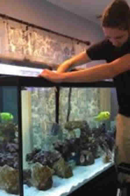 Aquarium Maintenance Service - Have Your Aquarium Professional