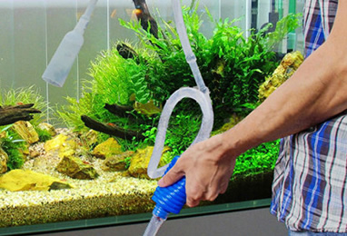 aquarium maintenance