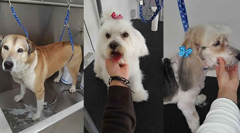 Pet People Salon grooming full grooming at our salons in our