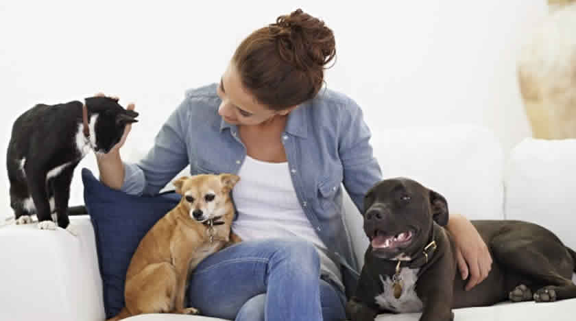 Pet People Pet sitting, an alternative to dog hotels
